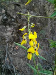 Image result for Crotalaria micans