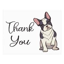 Cute French Bulldog Thank You Frenchie Puppy Dog Postcard Zazzle Com Cute French Bulldog Frenchie Puppy Dogs And Puppies