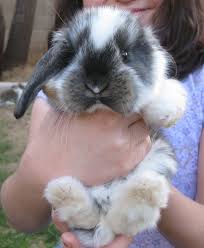 For Sale Brooke S Bunny Habitats Cute Animal Pictures Cute Animals Funny Bunnies