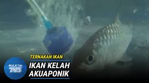 Sinopsis drama tenang tenang air di tasik sk putrajaya presint 11 1 blogspot sk bandar putra segamat sistem ekonomi di malaysia sk ii malaysia promotion 2020 sistem i sekat mbsa sistem pendidikan sebelum kedatangan british sinopsis cerita puteri gunung ledang. Ternakan Ikan Sistem Akuaponik Lestarikan Alam Sekitar Buletin Tv3