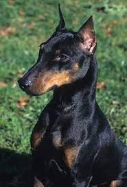 Our aim is to preserve and promote the manchester terrier and its true type, conformation, health and character for future generations. Manchester Terrier Breed Information