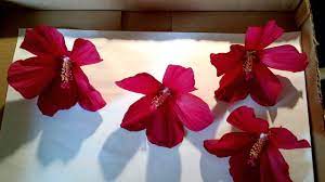 Pin On Flower