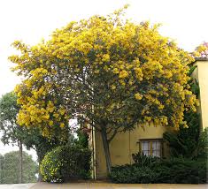 Maybe you would like to learn more about one of these? Bailey S Acacia Louie S Nursery