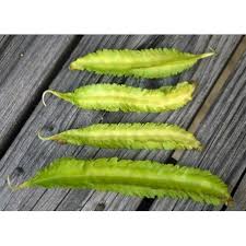 Image result for Psophocarpus grandiflorus