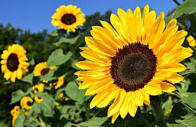 Cand o privesti, galbenul florilor iti umple sufletul de optimism. De Ce Floarea Soarelui Se Roteste Dupa Soare