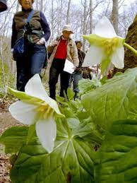 On the street of pennsy road and street number is 479. Wildflowers At Shenk S Ferry Glen Sprouting Despite Centuries Of Encroaching Civilization