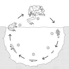 Metamorphose Frosch C Michael Stunzi Digitale Illustration Metamorphose Kaulquappen