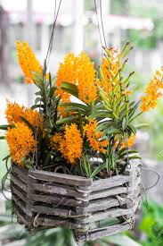 Long or custom redwood or deck boxes. Yellow Ascocentrum Miniatum Small Orchid In Wooden Basket Stock Photo Picture And Royalty Free Image Image 27042593