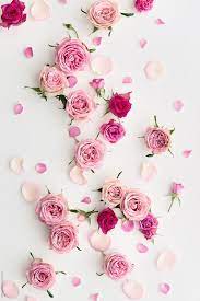 Rose Background On White Download This High Resolution Stock Photo By Ruth Black From Sto Floral Wallpaper Phone Floral Wallpaper Iphone Flower Phone Wallpaper