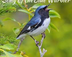 Birds Of A Feather Song Kingfisher Song Light Language Peace And Prosperity Etsy Bird Pet Birds Birds