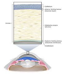 Anatomy Of The Cornea Uptodate