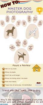 How To Master Dog Photography Expert Photography Blogs Tip Techniques Camera Reviews Adorama Learning Center Pet Photography Poses Dog Photography Poses Pet Photography Props