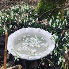 Making Snowdrop Flower Essence Flower Essences Flowers Bird Bath