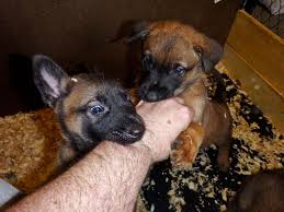 Belgium Malinois Black Belgian Malinois Puppy Attacked By 2 Assailants Wearing Black Masks Belgian Malinois Puppies At 5 Weeks Old From Wolfsbane K Malinois Belgian Malinois Belgian Malinois Dog