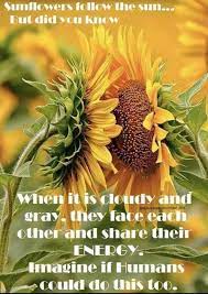 Sunflower Face Each Other Share Energy Sunflower Facts Sunflower Quotes Nature Is Speaking