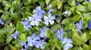 According to clemson university, spacing either cuttings or. Can You Start Vinca From Cuttings
