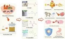 Amino Acid in Feed - an overview | ScienceDirect Topics