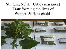 Image result for Urtica massaica