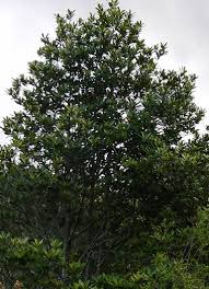 Image result for Rapanea