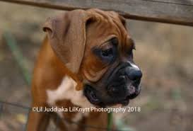 puppy growth chart princess leia the diva boxer female