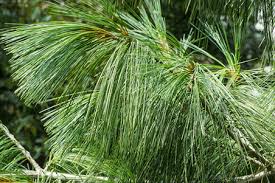 Scientific classification kingdom plantae division pinophyta class pinopsida order pinales family … Ultimate Guide To Identifying Your Evergreen Fir Spruce Pine