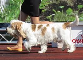 Image result for malý vendéeský hrubosrstý honič