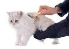 Caring for a Persian Cat - Animal Wised