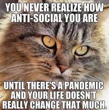 Maybe you would like to learn more about one of these? Another Purrfectly Blessed Caturday 22 Cat Memes Funny Pictures Best Memes Laugh