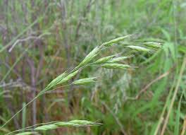 Image result for Bromus