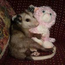 Pin On Opossums