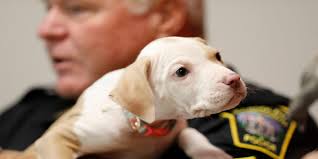 Photos: Dozens of dogs rescued from alleged puppy mill in Randolph