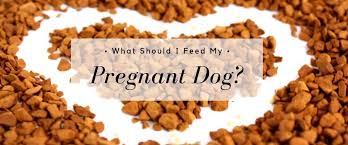 New feed store & pet supply fontana •. What Should I Feed My Pregnant Dog