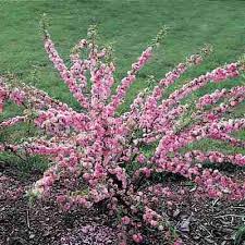 I haven't seen any butterflies or hummingbirds visit them, but maybe that's because i have a golden dewdrop plant nearby that is more. Pink Double Flowering Almond Direct Gardening