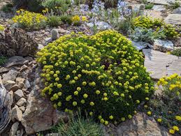 Image result for Eriosema pumilum