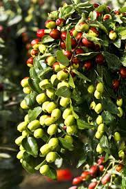 Knowledge is knowing that a tomato is a fruit. Grow Your Own Food 4 Low Maintenance Fruit Trees To Plant This Spring Beautyharmonylife