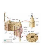 An ancient whistle was crafted from a human thigh bone. Hw 3 Pdf Hw 3 Due 11 59pm On Friday To Understand How Points Are Awarded Read The Grading Policy For This Assignment Art Labeling Activity Bone Course Hero
