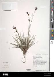 Image result for Rhynchospora rugosa