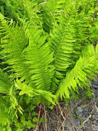 Image result for Christella dentata