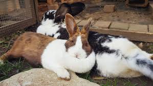 Lift your spirits with funny jokes, trending memes, entertaining gifs, inspiring stories, viral videos, and so much. Noah Smith On Twitter Stalin Rabbit