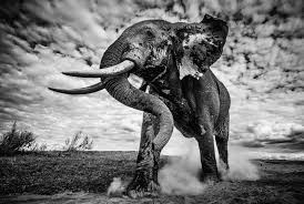 Week 21 Africa Geographic Photographer Of The Year 2016 Elephant Photography Elephant Pictures Bull Elephant