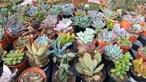 The top countries of suppliers are china. Star Nursery In Las Vegas Houseplants Succulents Agave Cactus More Garden Center Tour Youtube