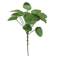 Native from mexico to northern south america, the money tree is also very popular in taiwan and other east asian countries. Money Plant Real Touch Stem 50cm Pots Planters Faux Plants New Arrivals Pots Planters