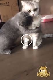 Meow Meow Please Dont Be Angry With Me Funny Cats Funny Cat Videos Kittens Cutest Cute Cats