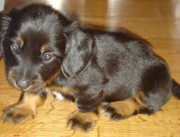Daschund Puppies Google Search Daschund Puppies Daschund Puppies For Sale Safe Dog Toys