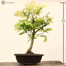 A fast grower, the oak tree can develop a thick trunk very quickly. 10 Best For Oak Bonsai Tree For Sale Pink Wool