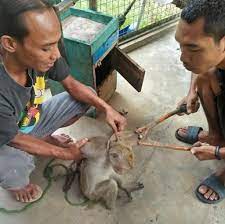 Should men have the right to rule on an issue that impacts women so intimately? Bebas Topeng Monyet Dancing Monkeys Rescue And Rehabilitation Indonesia Wildatlife
