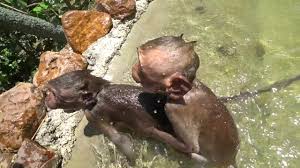 Baby monkey happy is vocal during bath time! Baby Monkey Bath Time At Wfft Youtube