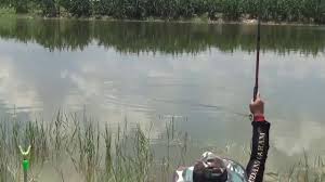 Mancing Ikan Nila Di Rawa Youtube