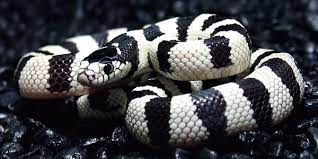 We did not find results for: All Hail The California Kingsnake Reptiles Magazine