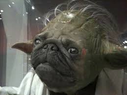 Pin By Peter On Pugs Pigs Pandas Pugs Funny Cute Pugs Pugs